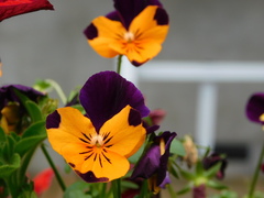 Viola × wittrockiana