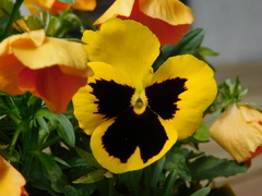 Viola × wittrockiana