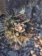 Ancistrocactus scheeri