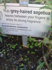 Syncolostemon canescens