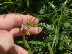 Veronica persica