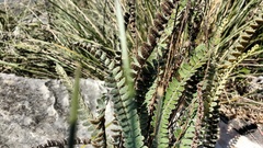 Astrolepis crassifolia