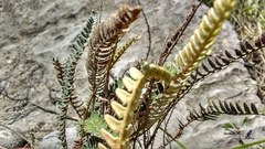 Astrolepis crassifolia