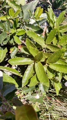 Quercus clivicola