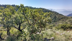 Quercus clivicola