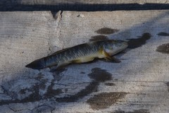Umbra limi