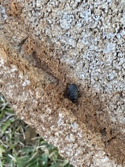 Phyllophaga cribrosa