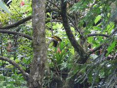 Ramphocelus flammigerus flammigerus