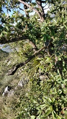 Quercus clivicola