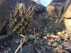 Ancistrocactus scheeri