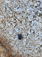 Phyllophaga cribrosa