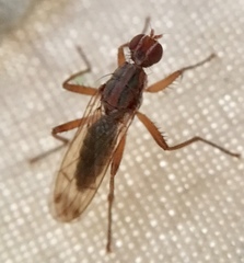 Norellia spinipes