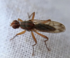 Norellia spinipes