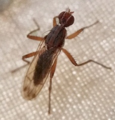 Norellia spinipes