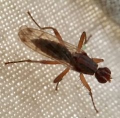 Norellia spinipes