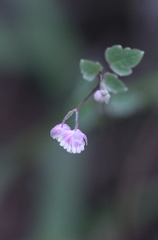 Thalictrum acutifolium
