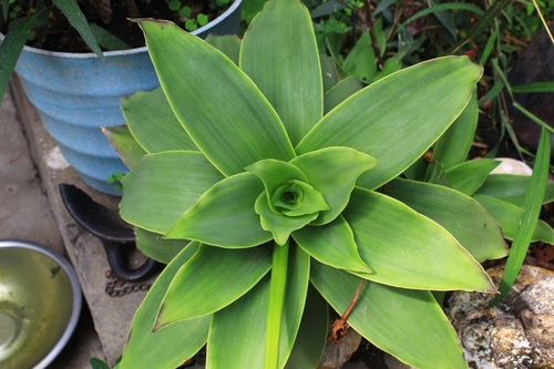 Foto de Tradescantia-nanica