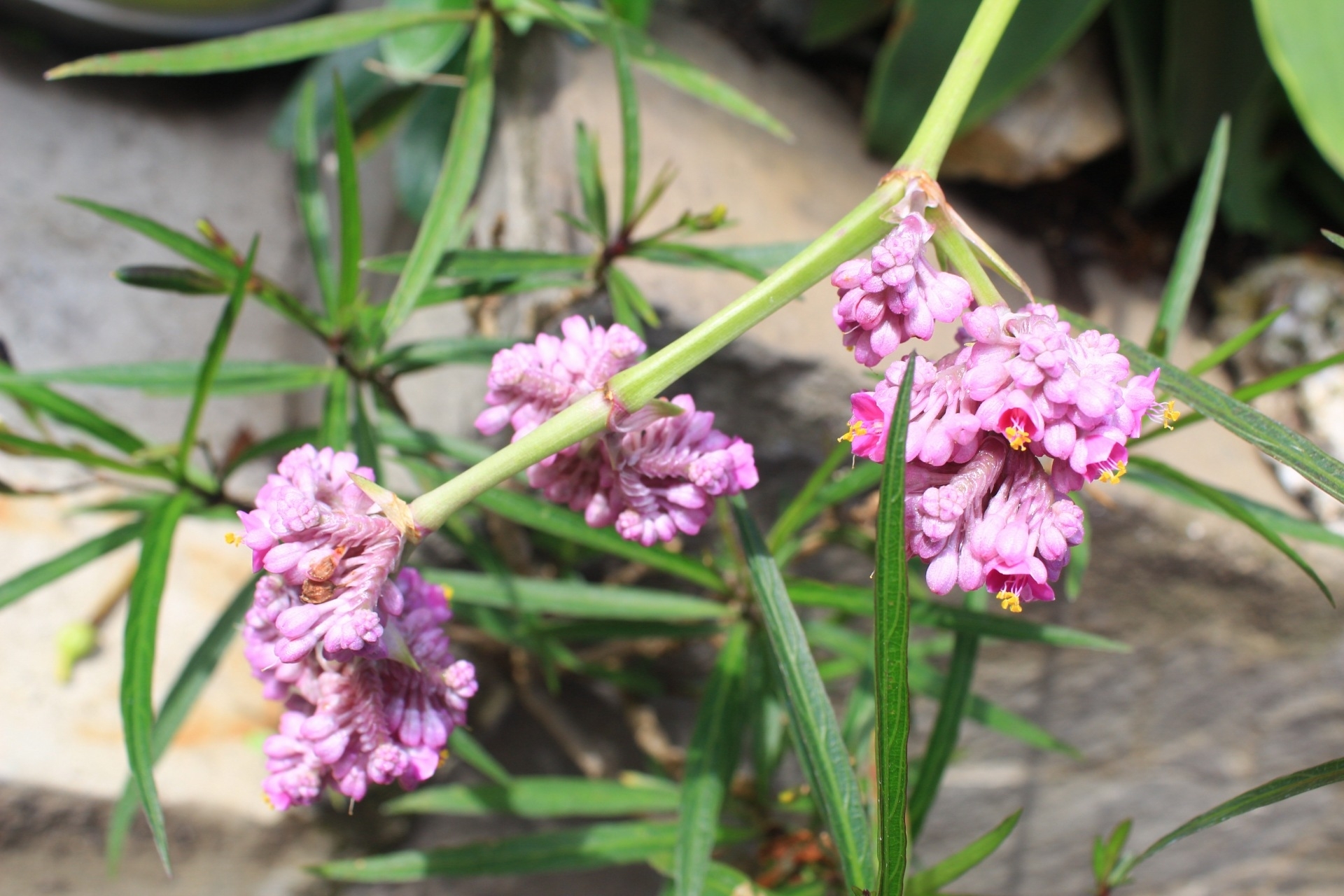 Imagem de Tradescantia-nanica