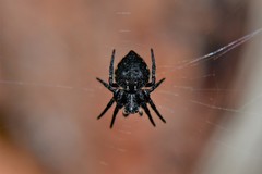 Araneus acuminatus