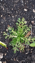 Matricaria discoidea