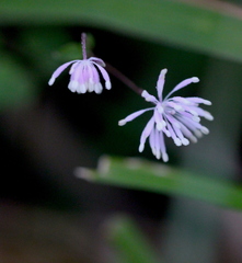 Thalictrum acutifolium