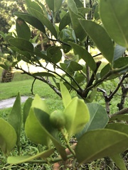 Citrus × aurantiifolia