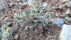 Collomia diversifolia