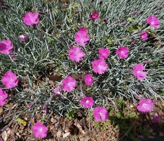Dianthus gratianopolitanus
