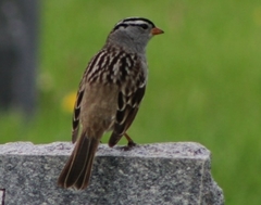 Zonotrichia leucophrys