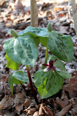 Trillium stamineum