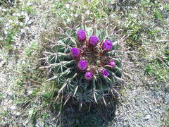 Ferocactus recurvus recurvus