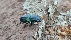 Pasimachus mexicanus