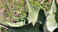 Phaedrotettix violai