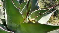 Phaedrotettix violai