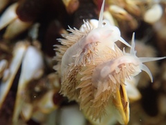 Fiona pinnata