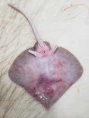 Bathyraja spinicauda