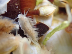 Fiona pinnata