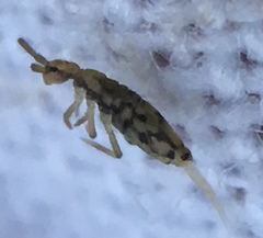 Entomobrya intermedia