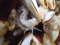 Fiona pinnata