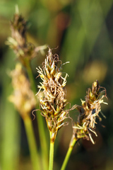 Carex sartwellii