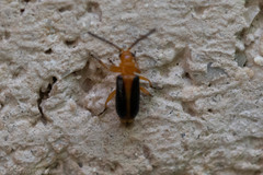 Phyllobrotica limbata