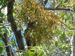Phoradendron carneum