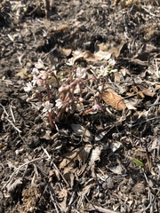 Jarilla heterophylla