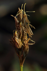Carex siccata