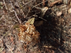 Lagascea