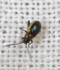 Longitarsus dorsalis
