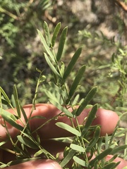 Prosopis pubescens