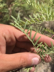 Prosopis pubescens