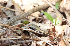 Thamnophis sirtalis