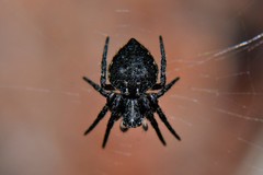 Araneus acuminatus